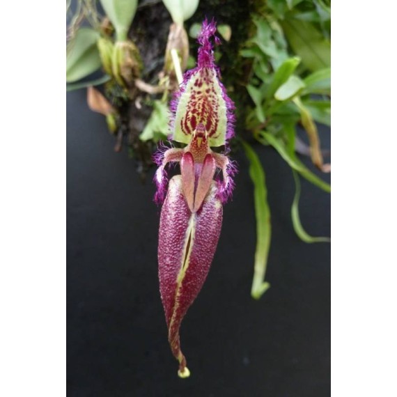 Bulbophyllum Fascinator - AD