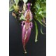 Bulbophyllum Fascinator - AD