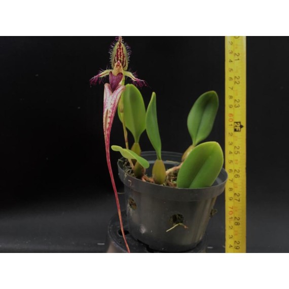 Bulbophyllum Fascinator - AD