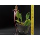 Bulbophyllum Fascinator - AD