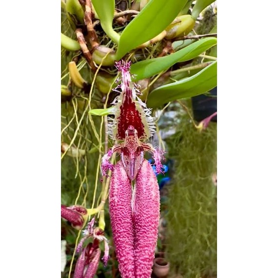 Bulbophyllum Fascinator - AD