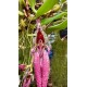 Bulbophyllum Fascinator - AD