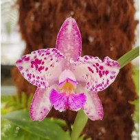 Cattleya Amethystoglossa Lilacina (livia x carina) - AD