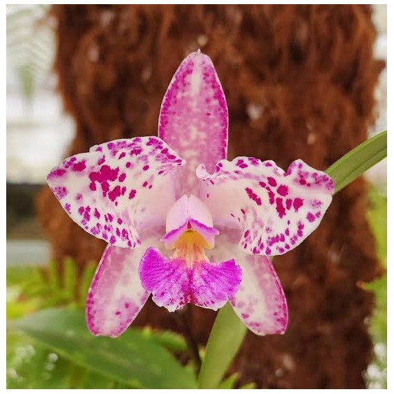 Cattleya Amethystoglossa Lilacina (livia x...