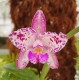 Cattleya Amethystoglossa Lilacina (livia x carina) - AD