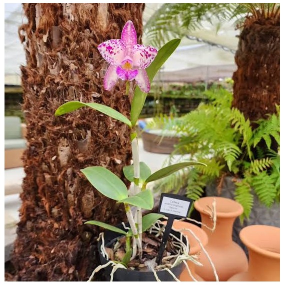 Cattleya Amethystoglossa Lilacina (livia x...