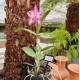Cattleya Amethystoglossa Lilacina (livia x carina) - AD