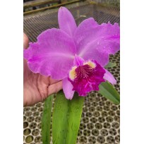 Cattleya Lueddemanniana tipo Vassoural - Espatando
