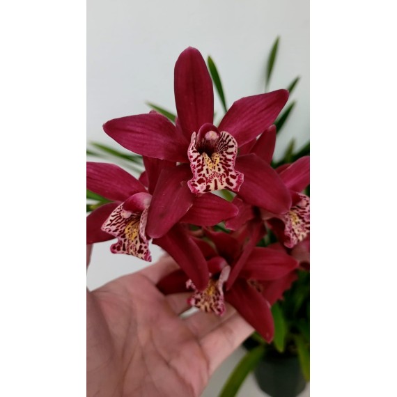 Cymbidium Strathdon Charley Red - AD