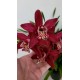 Cymbidium Strathdon Charley Red - AD