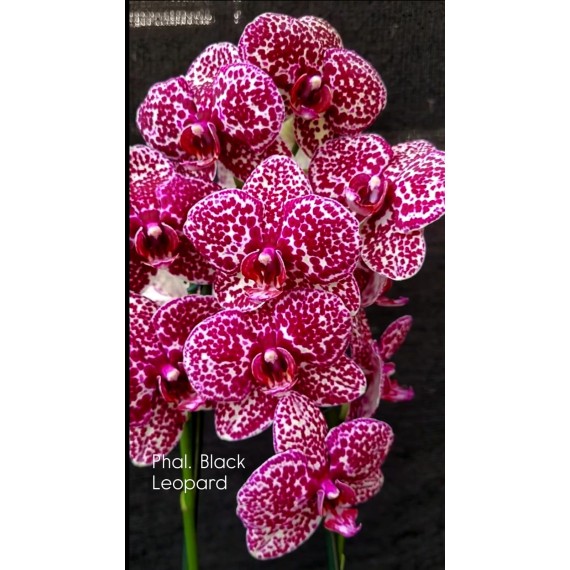 Phalaenopsis F. Black Leopard (AD)