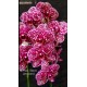 Phalaenopsis F. Black Leopard (AD)