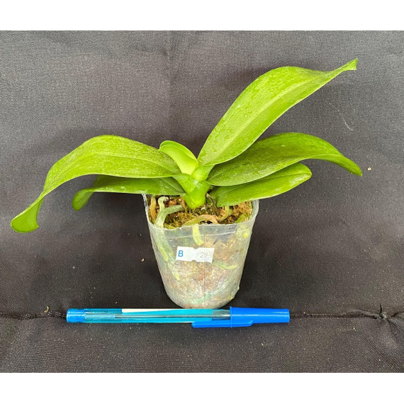 Phalaenopsis Younghome Kaleido Wine - INICIANDO...