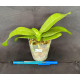 Phalaenopsis Younghome Kaleido Wine - INICIANDO HASTE