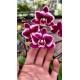 Phalaenopsis Younghome Kaleido Wine - INICIANDO HASTE