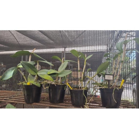 Cattleya Amethystoglossa Lilacina (livia x...