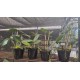 Cattleya Amethystoglossa Lilacina (livia x carina) - AD