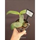 Cattleya Amethystoglossa Alba - Muda Bem formada