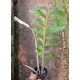 Dendrobium Secundum Albo - AD