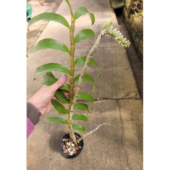Dendrobium Secundum Albo - AD