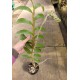 Dendrobium Secundum Albo - AD