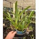 Miltassia Royal Robe - AD Touceira
