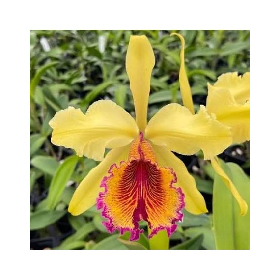 Cattleya Dowiana Aurea - 15/20CM