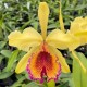 Cattleya Dowiana Aurea - 15/20CM