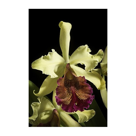 Cattleya Dowiana Aurea - 15/20CM