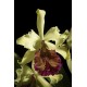 Cattleya Dowiana Aurea - 15/20CM