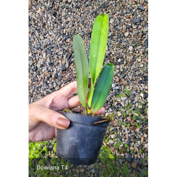 Cattleya Dowiana Aurea - 15/20CM