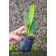 Cattleya Dowiana Aurea - 15/20CM