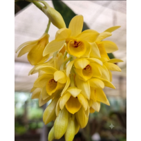 Dendrobium Sulcatum - NBS