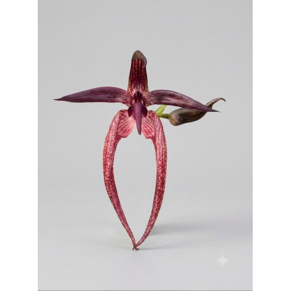 Bulbophyllum Meen Garuda  - AD