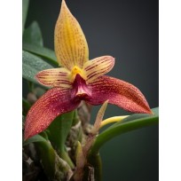Bulbophyllum Claptonense x Frostii - AD