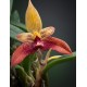 Bulbophyllum Claptonense x Frostii - AD