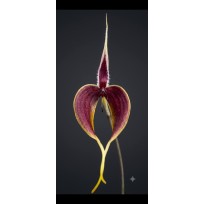 Bulbophyllum Blumei - AD