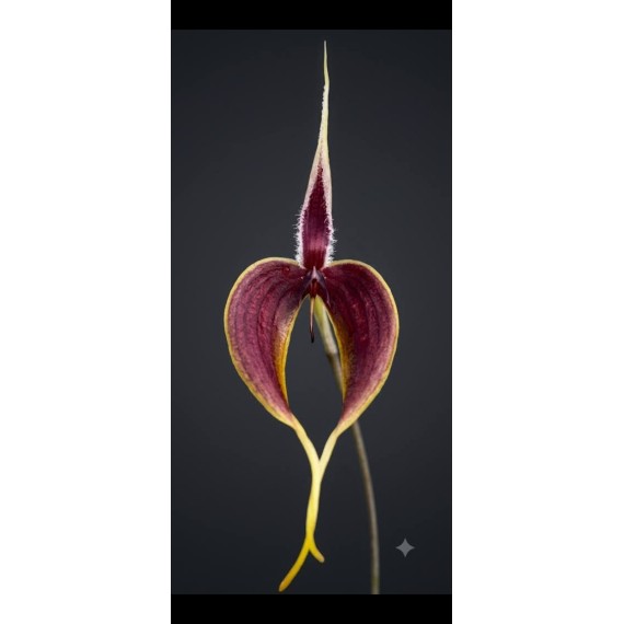 Bulbophyllum Blumei - AD