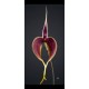 Bulbophyllum Blumei - AD