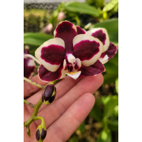 Phalaenopsis Younghome Kaleido Wine - INICIANDO HASTE