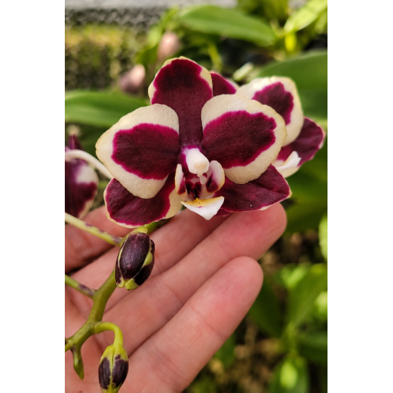 Phalaenopsis Younghome Kaleido Wine - INICIANDO...