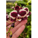 Phalaenopsis Younghome Kaleido Wine - INICIANDO HASTE
