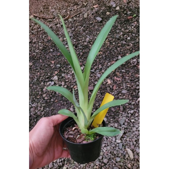 Miltonia Bert Fields Eillen - AD