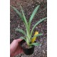 Miltonia Bert Fields Eillen - AD
