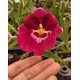 Miltonia Bert Fields Eillen - AD