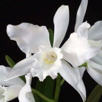 Laelia Purpurata Alba  - Pre adulta