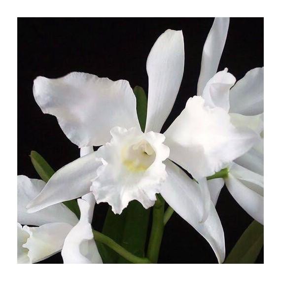 Laelia Purpurata Alba  - Pre adulta