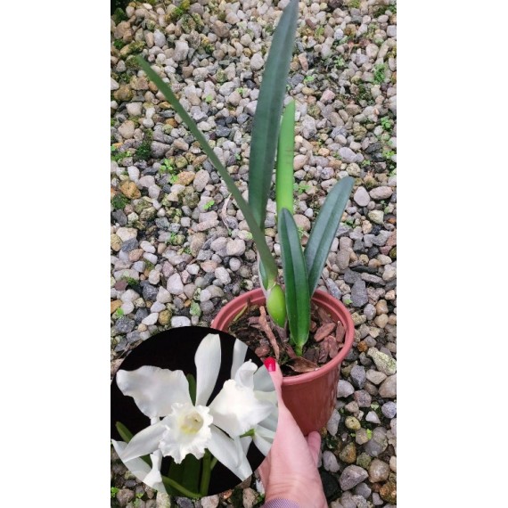 Laelia Purpurata Alba  - Pre adulta