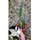Laelia Purpurata Alba  - Pre adulta