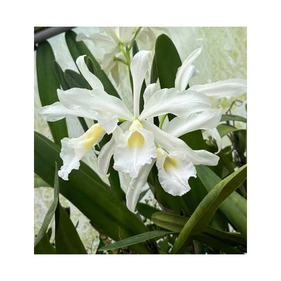 Laelia Purpurata Alba  - Pre adulta